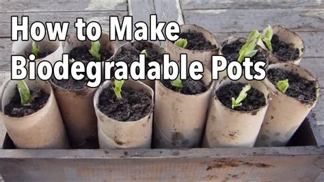 Medium Compostable Plant.